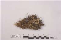 藏品(石蕊屬 )的圖片